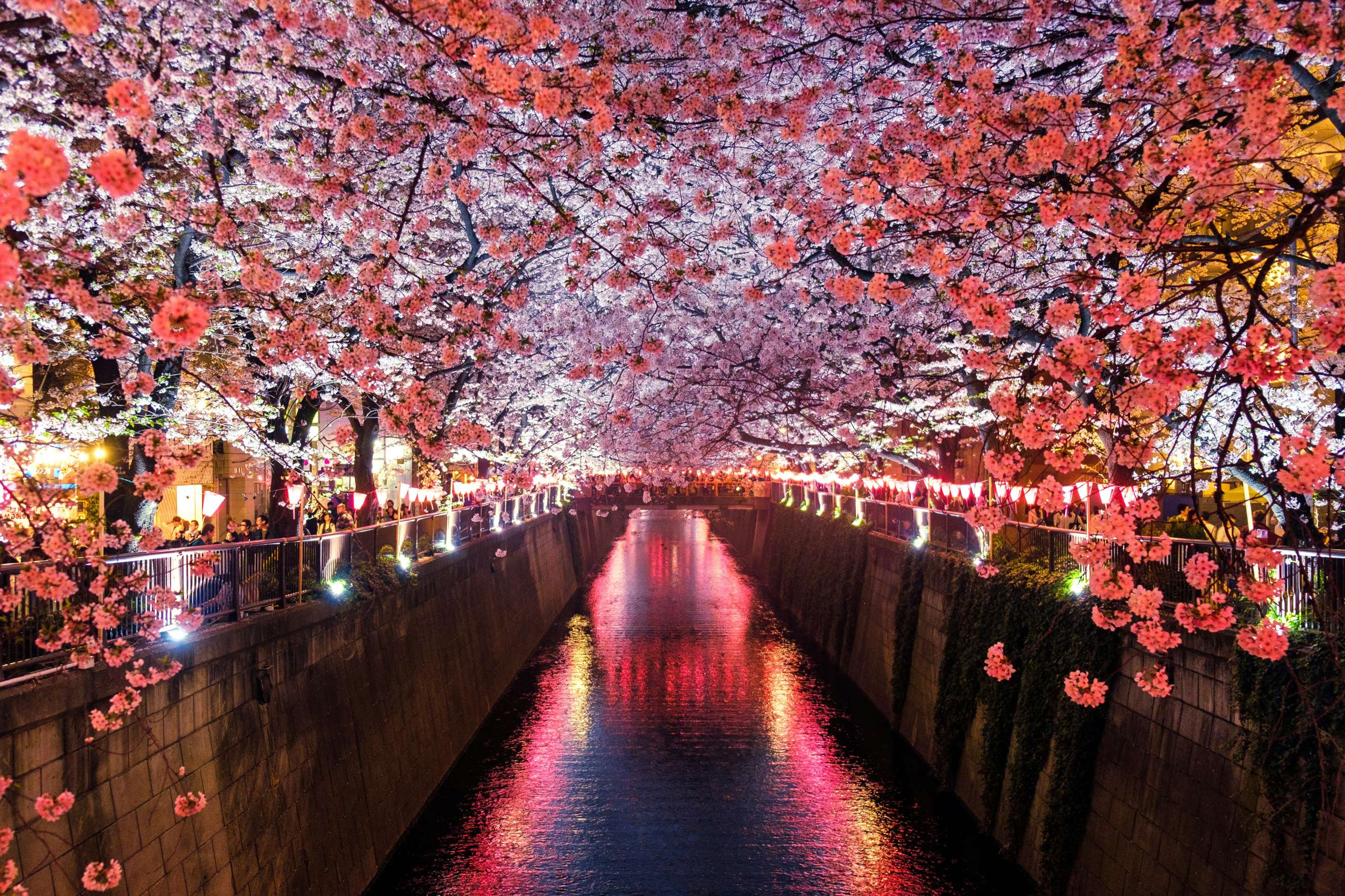 Cherry Blossoms in Japan 2024: Everything You Need to Know!