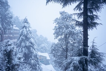Dharmshala Dalhousie Amritsar  Honeymoon Packages