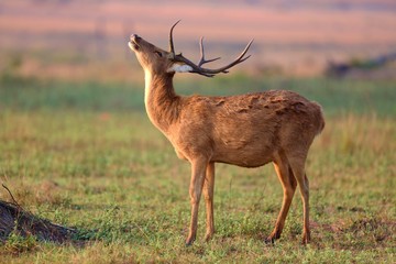 Kaziranga Safari Package For 4 Nights 5 Day