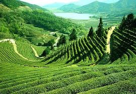 Shillong