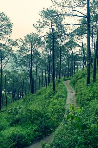 Kasauli Holiday Package: 4 Nights / 5 Days of Tranquility and Nature