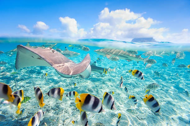 Tahiti