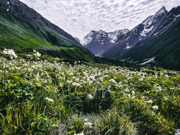 Valley of Flowers Expedition: 8 Nights, 9 Days of Adventure and Nature